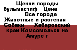 Щенки породы бульмастиф › Цена ­ 25 000 - Все города Животные и растения » Собаки   . Хабаровский край,Комсомольск-на-Амуре г.